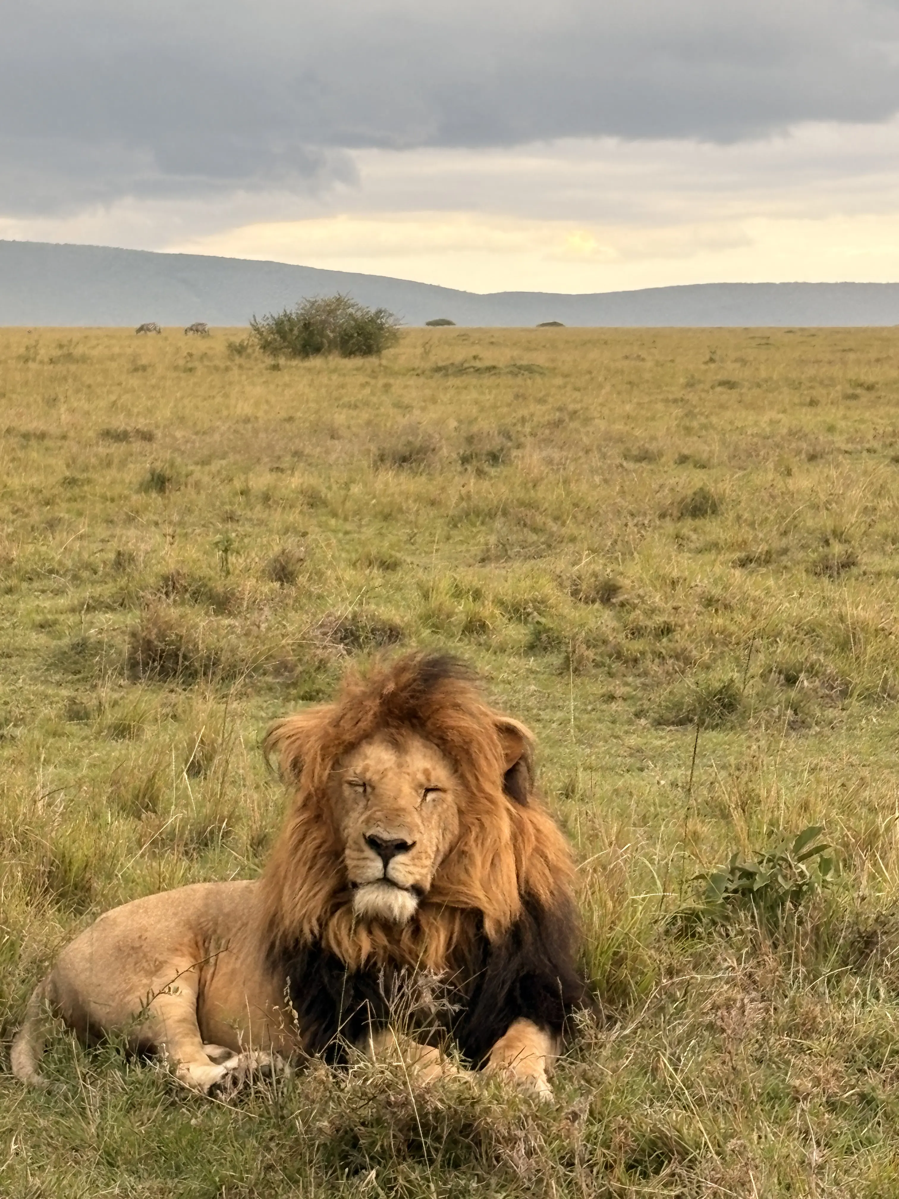 African lion spotted during Masai Mara safari