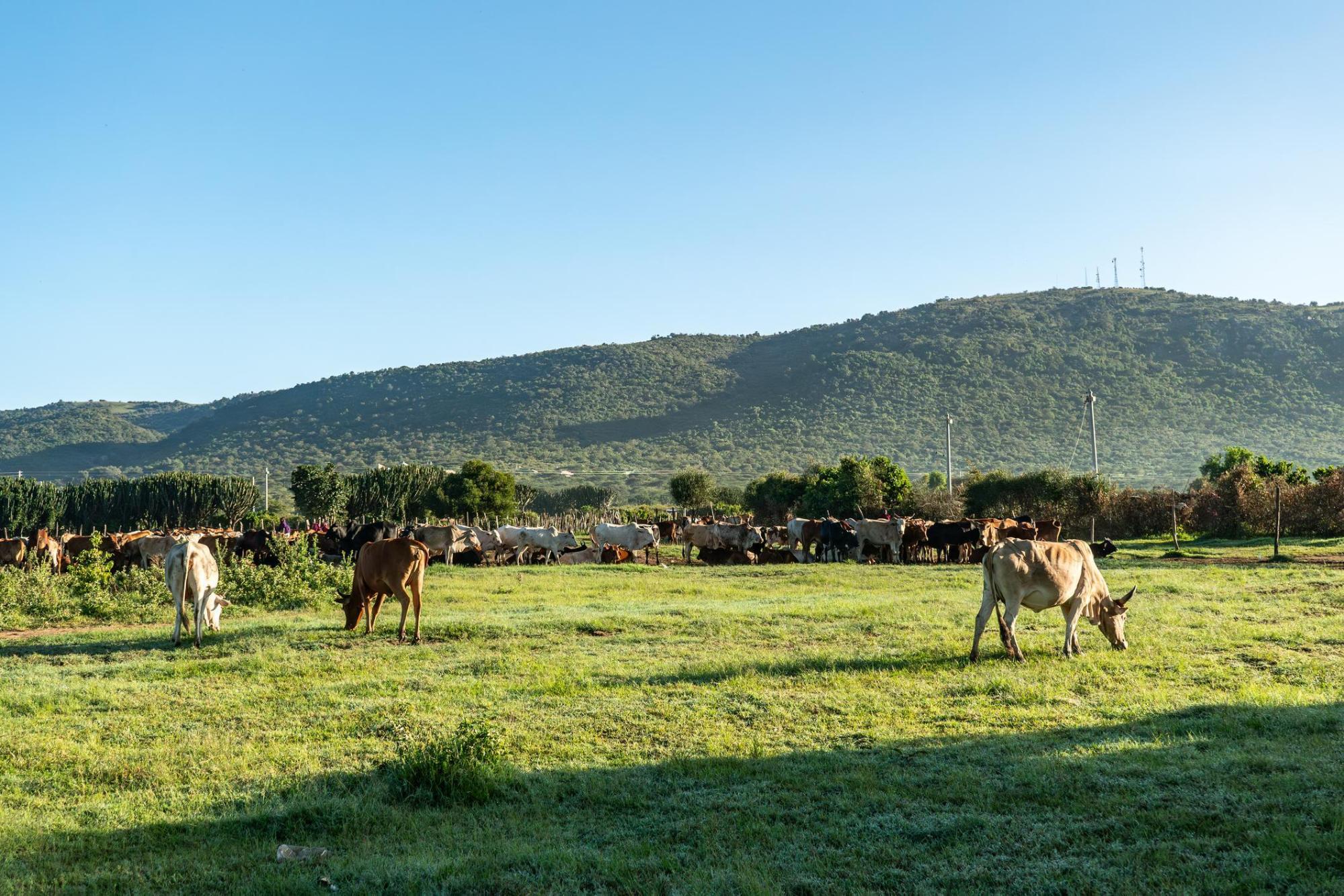 What Do the Masai Eat? Traditional Diet of Milk, Blood and Meat