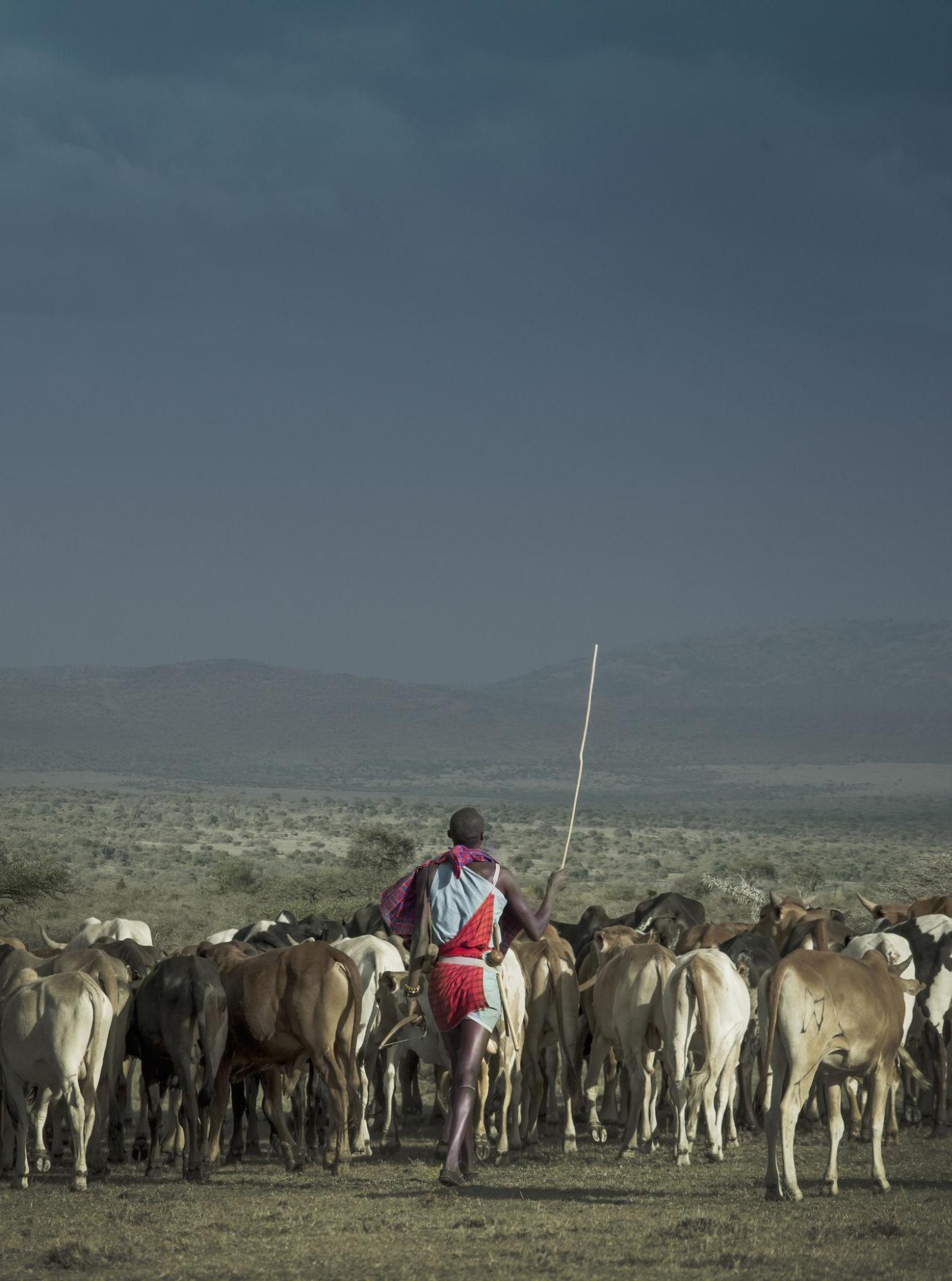 Why cattle are central to Masai life and food culture