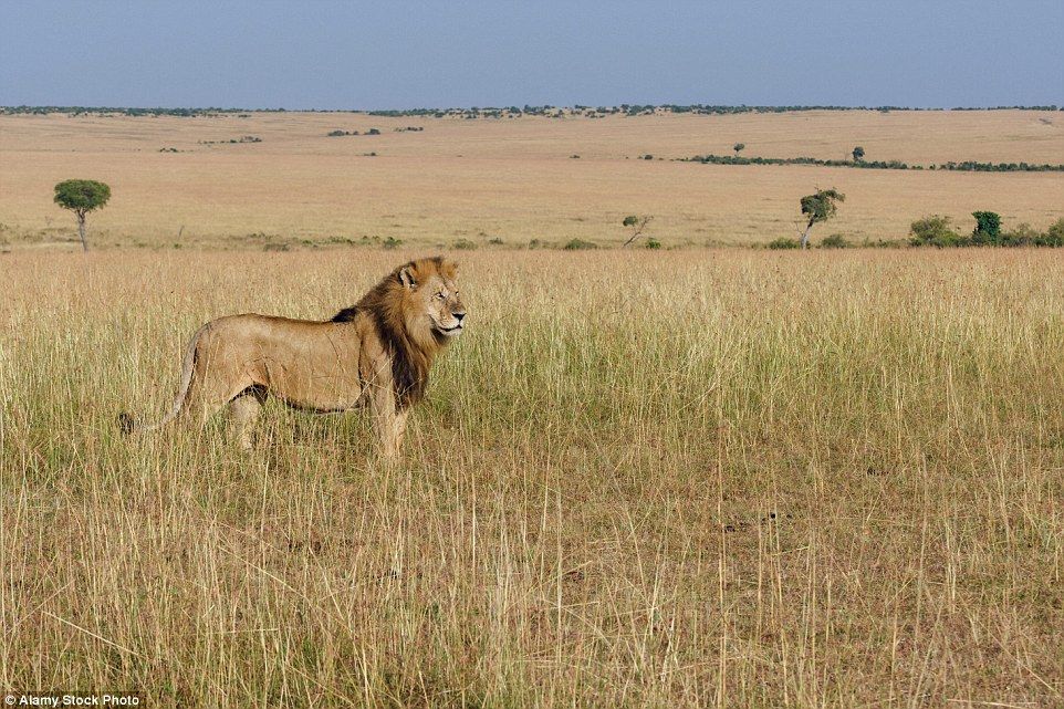 Dry season wildlife viewing in Masai Mara from January to March