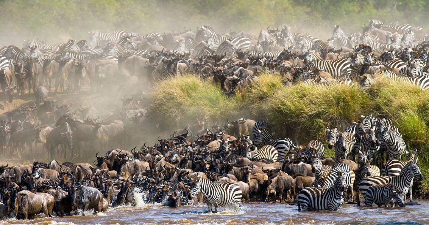 Great Migration comparison between Masai Mara and Serengeti