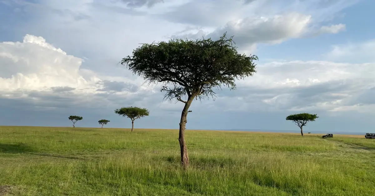 Green season landscape in Masai Mara during April and May
