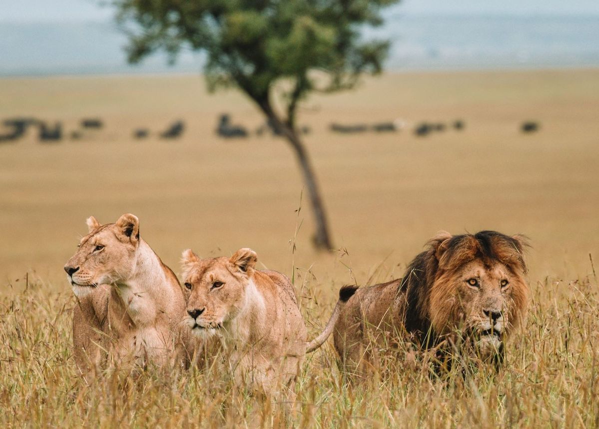 How to Plan a Cost-Effective Trip to Masai Mara