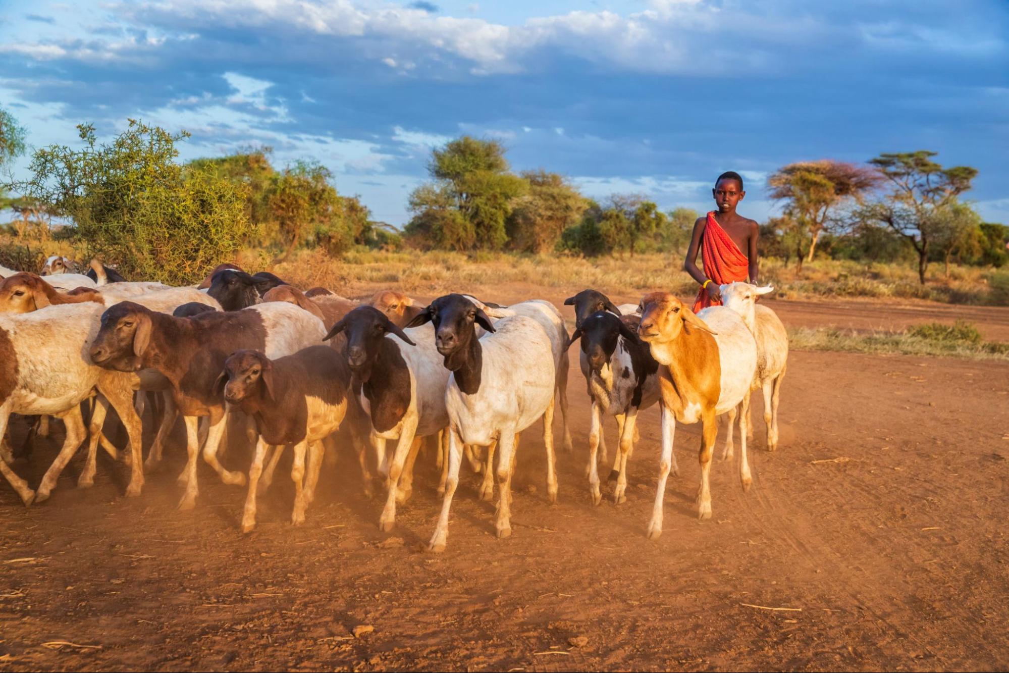 Daily life inside a Masai village: roles, responsibilities, and community structure