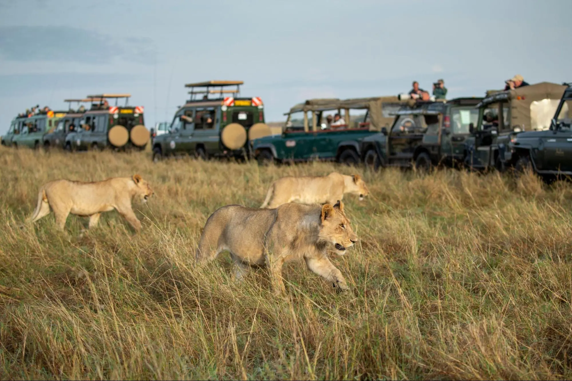 Masai Mara Safari Cost Main Expense