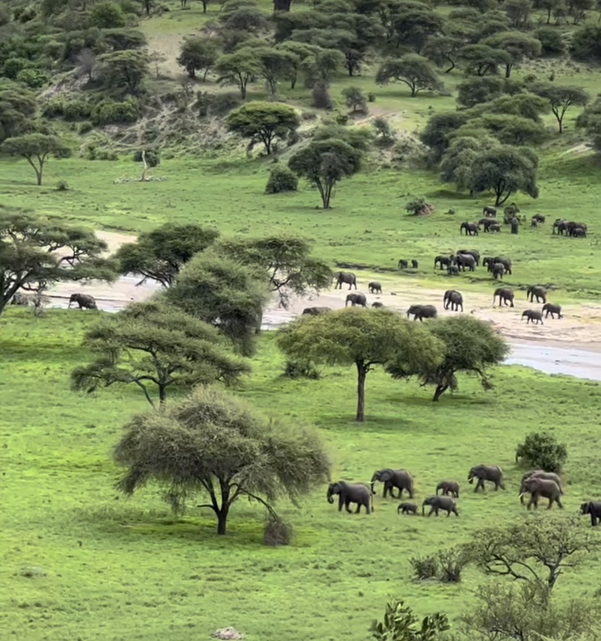 Short rains season wildlife in Masai Mara during November and December