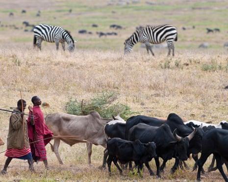 Traditional coexistence between Masai communities and wildlife