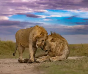 Emotion-led luxury safari experience