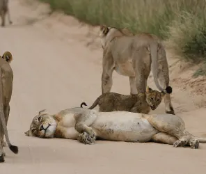 Refined hospitality in Masai Mara