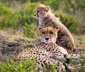 Deep storytelling from safari guides