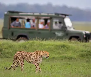 Traditional safari film atmosphere in Masai Mara