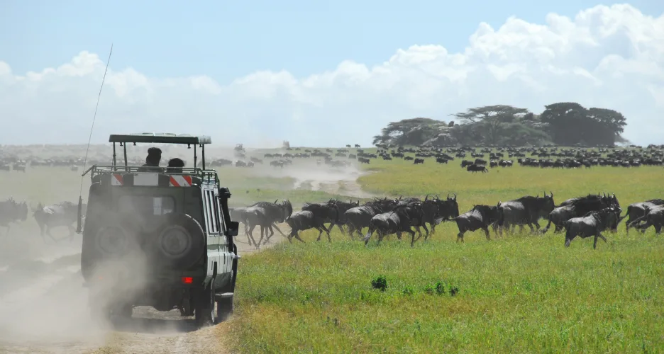 Great Migration Safari
