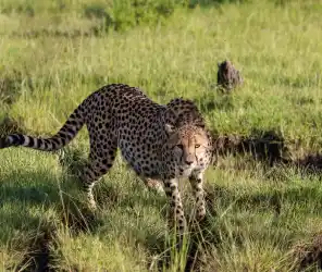 Raw wilderness experience in Masai Mara