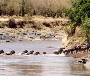 Great Migration river crossing in Masai Mara