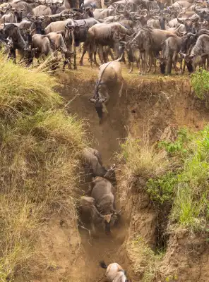 Wildebeest herds during the Great Migration in Masai Mara