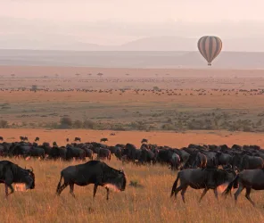 Aerial wildlife perspective from a hot air balloon safari