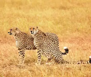 Conservation funding impact of luxury conservancy safaris