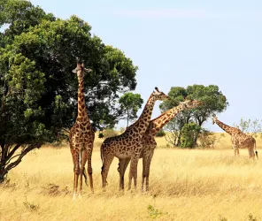 Ethical cultural exchange and respectful tourism