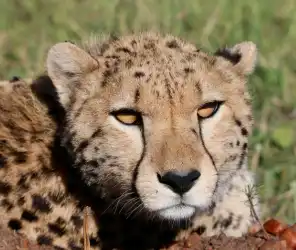 Golden hour light for wildlife photography in Masai Mara