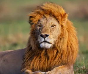 Understanding animal behaviour for better wildlife photos