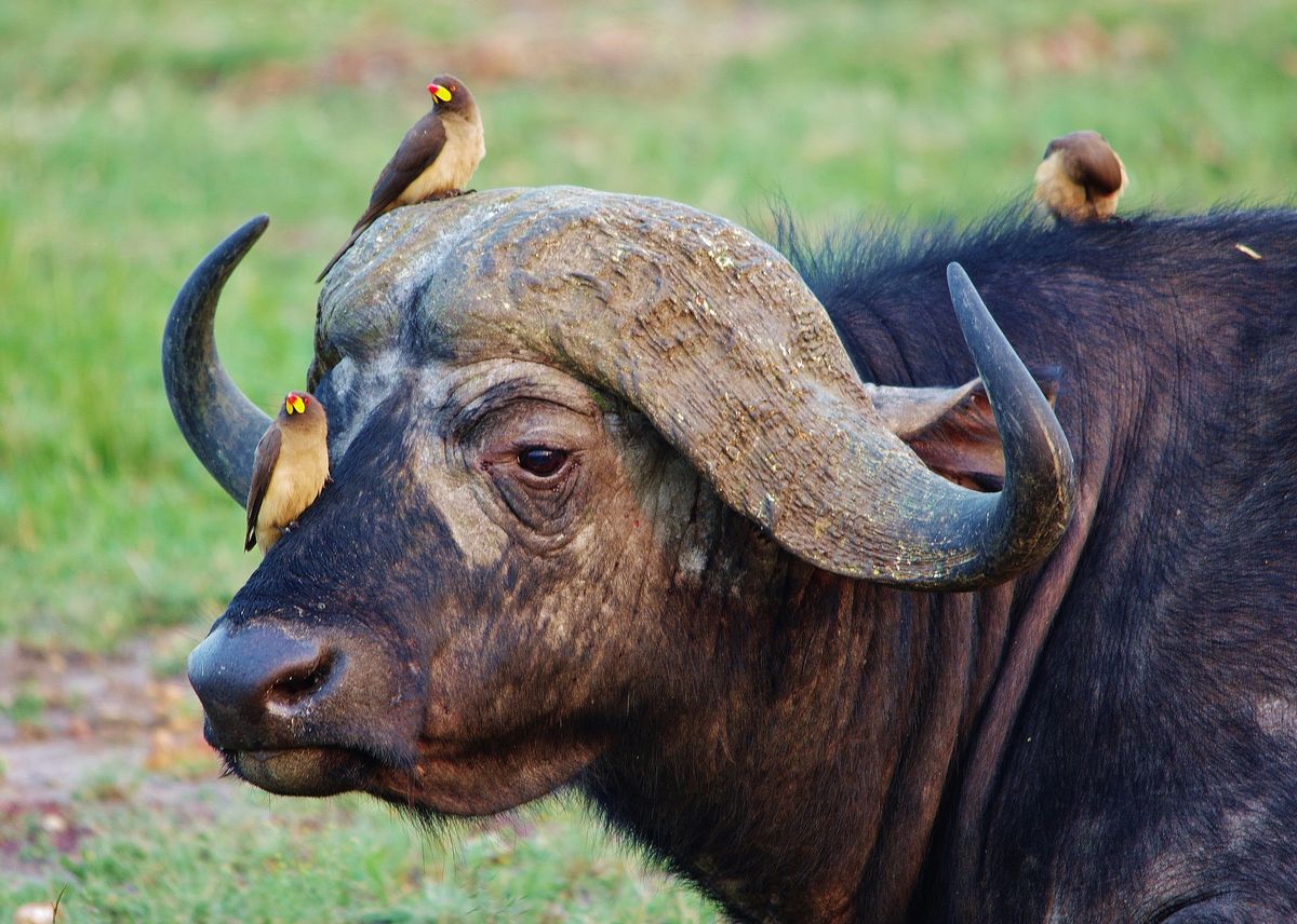 Cape buffalo herd in Masai Mara