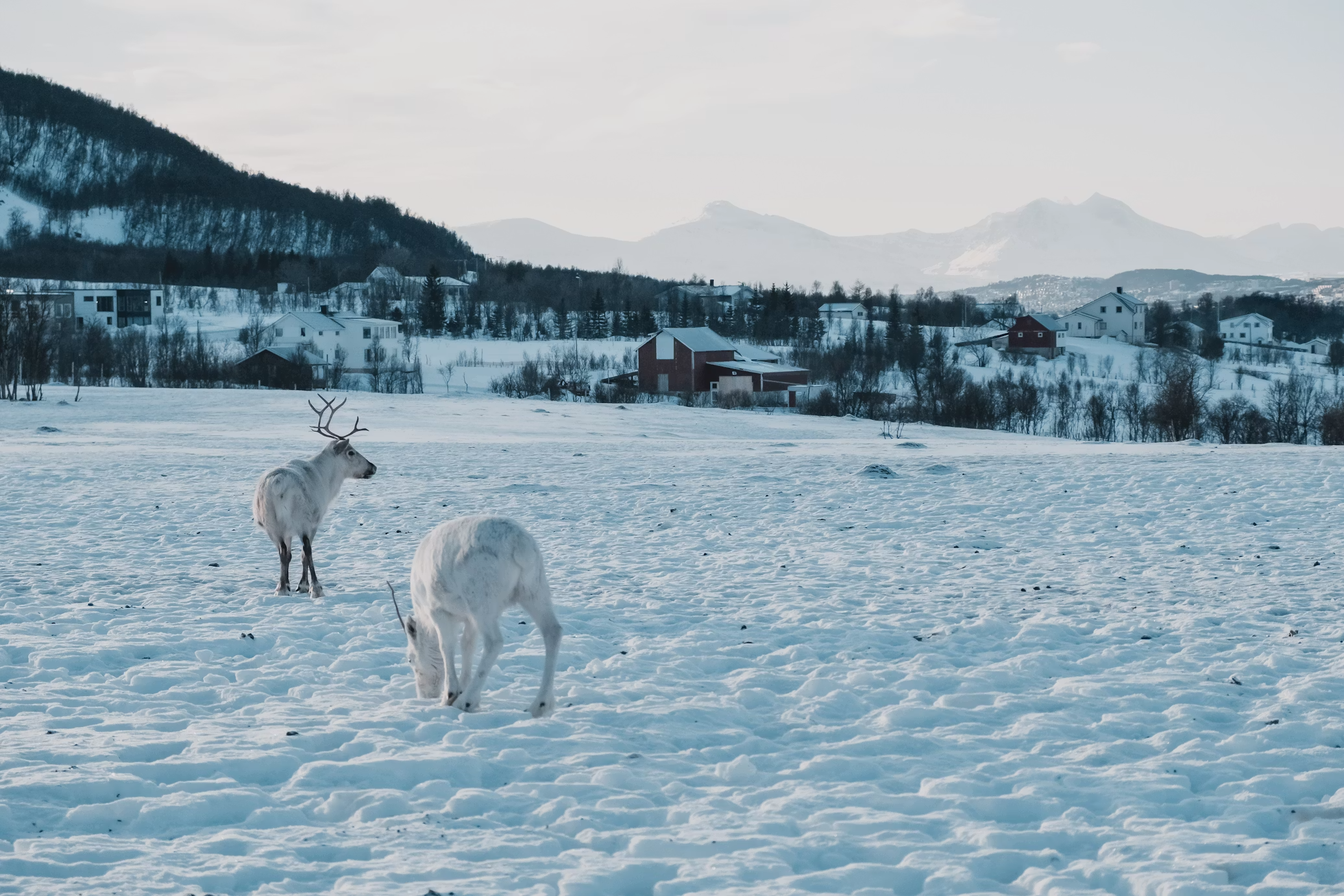 Luxury Norway winter itinerary with private Arctic transfers