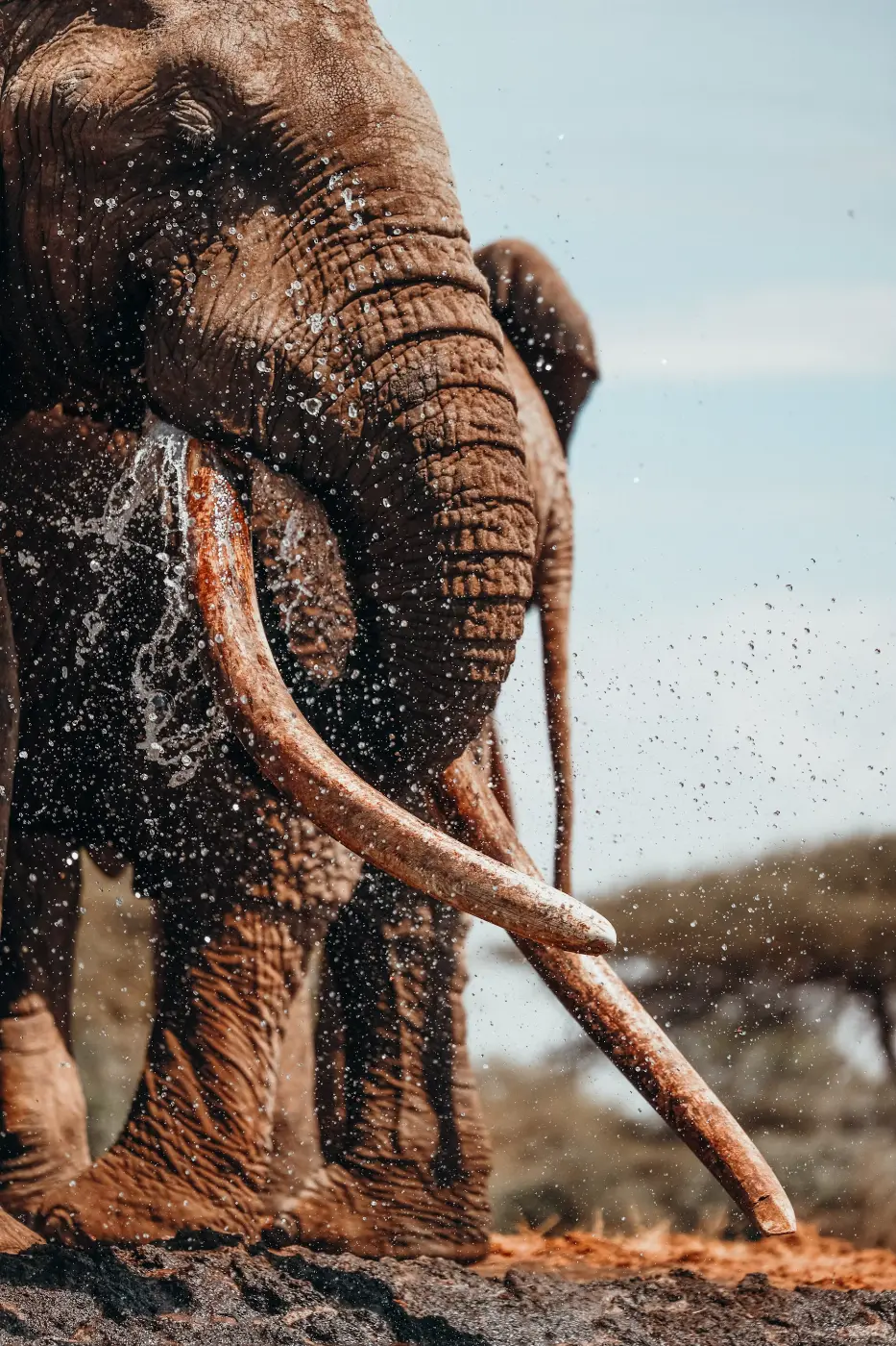 Serengeti