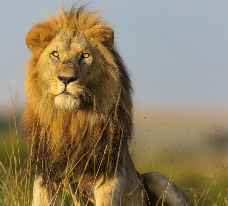 4D3N Great Migration Package