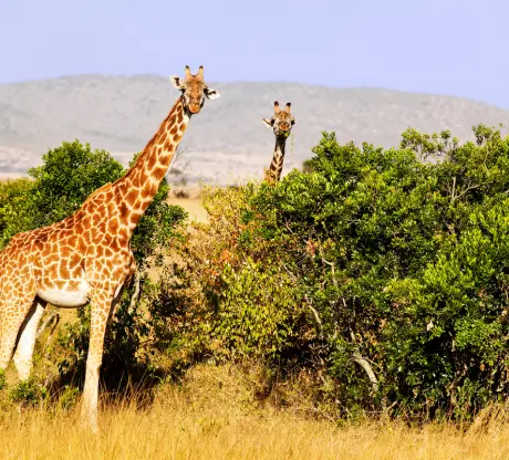 7D Kenya Masai Mara Combo