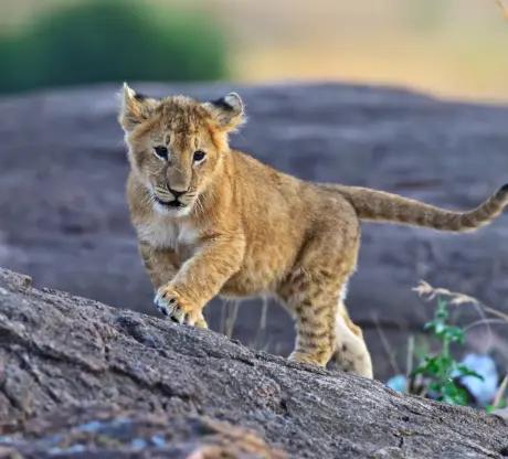 5D4N Luxury Masai Mara Tour