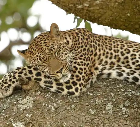Private jeep safari for couples in Masai Mara