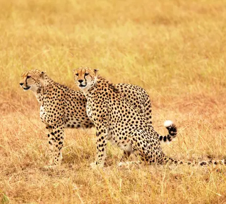 3D2N Masai Mara Safari