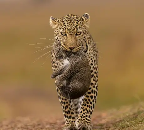 Masai Mara experiences