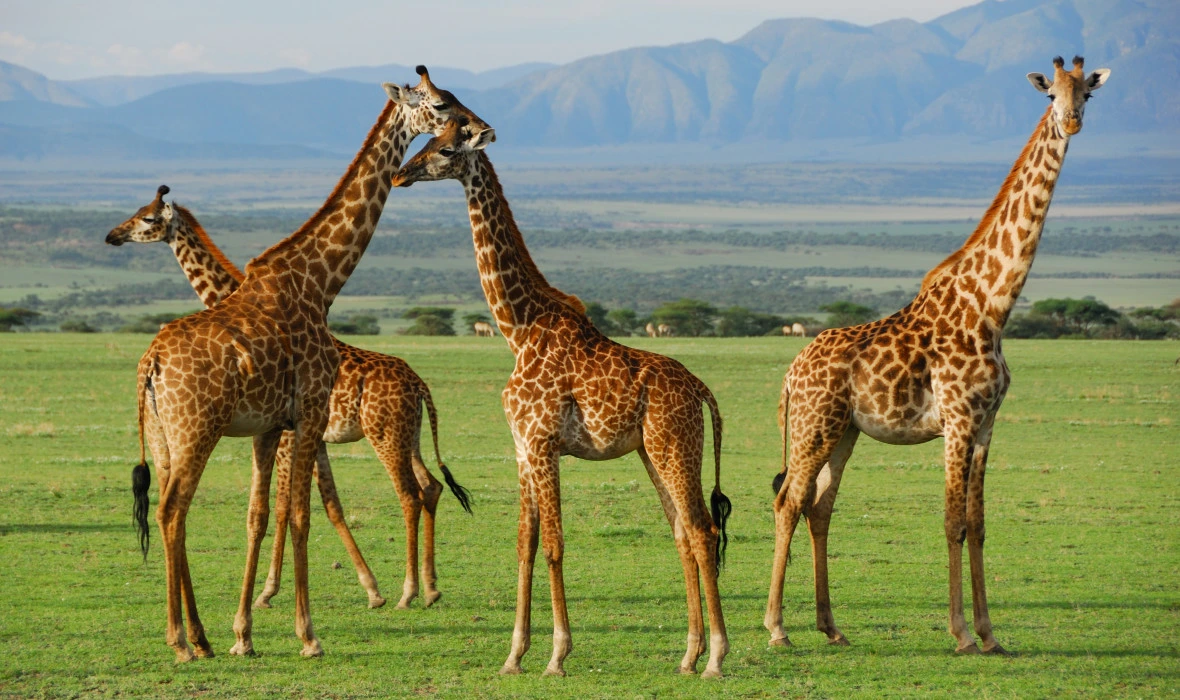 Best time to visit Serengeti National Park month by month safari guide