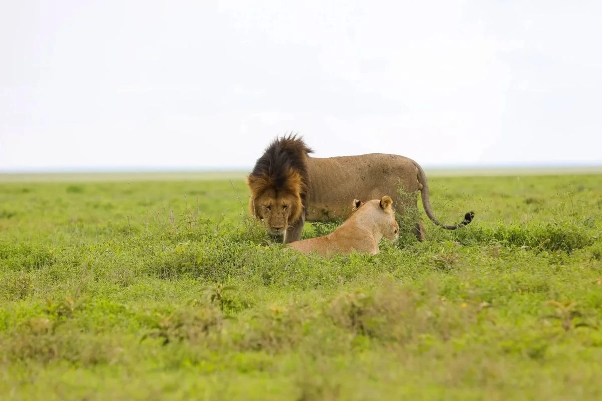 Best safari tours in Tanzania in 2026