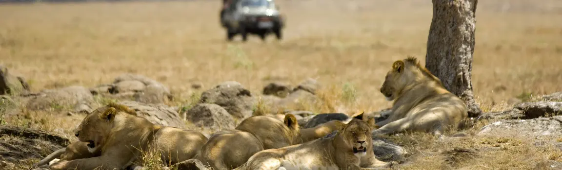 Luxury Masai Mara tours from India