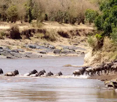 Mara River crossing