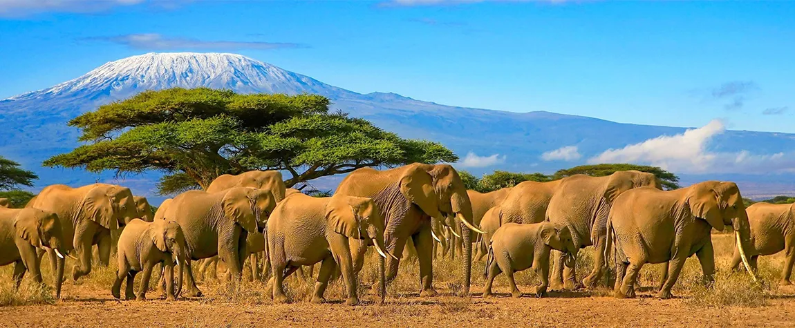 How to reach Tanzania from India in 2026